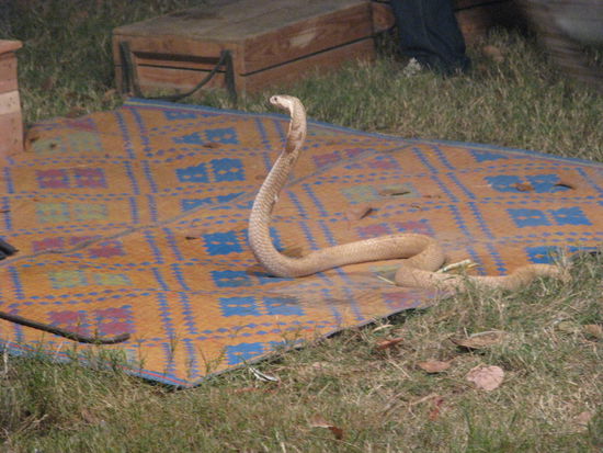 Schlangentanz der Kobra auf dem Jahrmarkt.