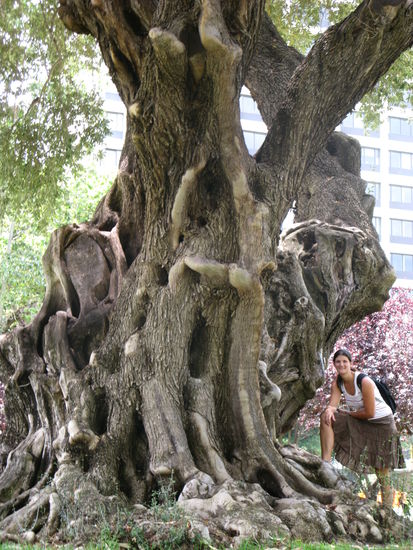 Vor einem riiiiiiiesen Olivenbaum.....
