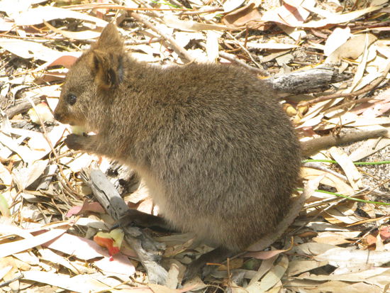 ...und natuerlich die suessen Quokkas