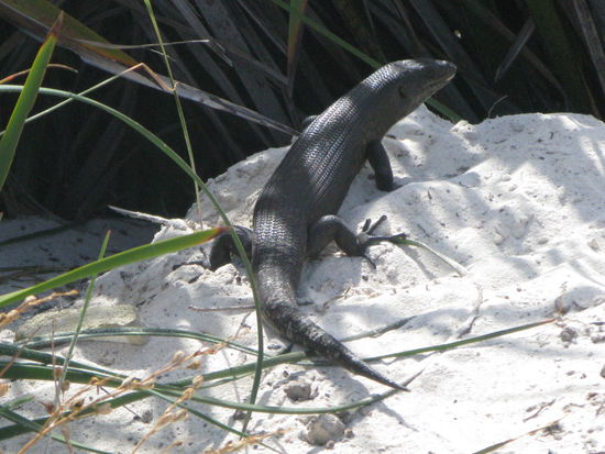 Sogar eine Riesenechse lief uns ueber den Weg.