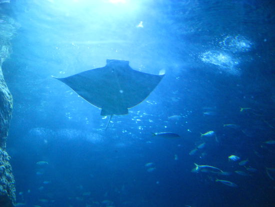 Im Aquarium sahen wir riesige Rochen...