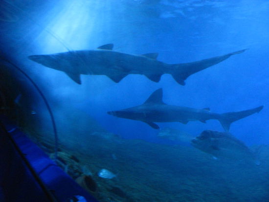 gefaehrliche Haie...