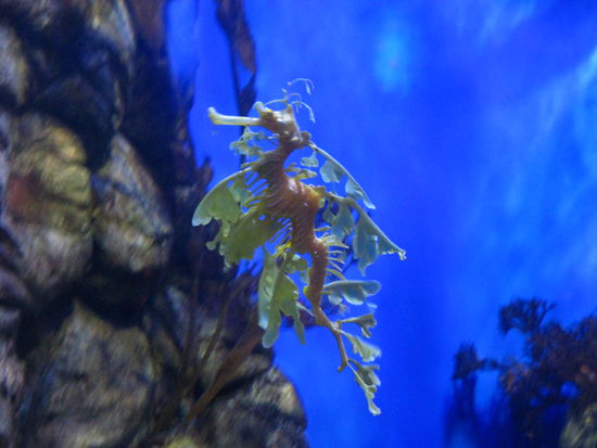 lustige Drachen-Seepferdchen...