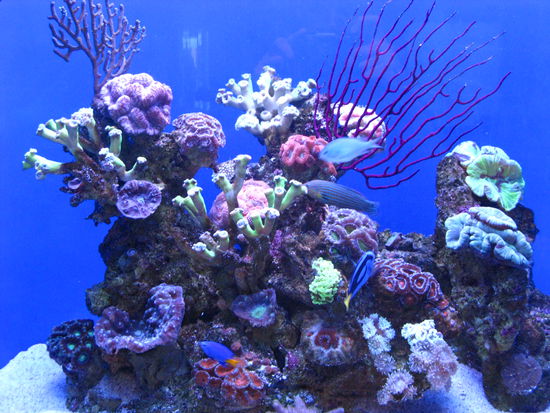 und schoene bunte Korallen.