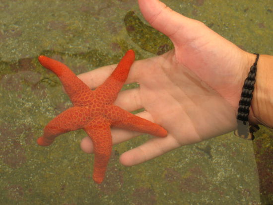 Sogar Seesterne durften wir beruehren.