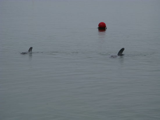 Delphine Seite an Seite...