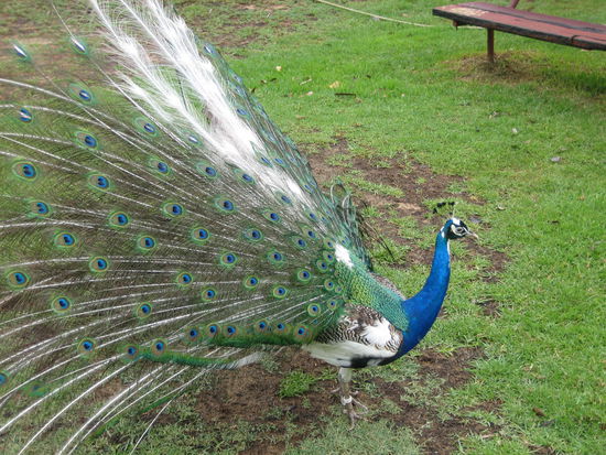 Ein schoener bunter Strauss