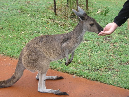 Celo fuettert das Kaenguru