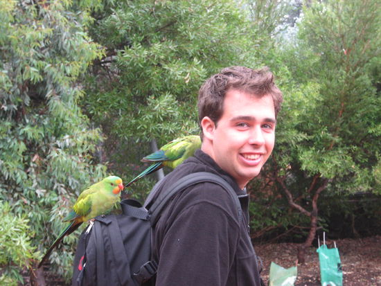 Die Papageie knabbern an Celo... 