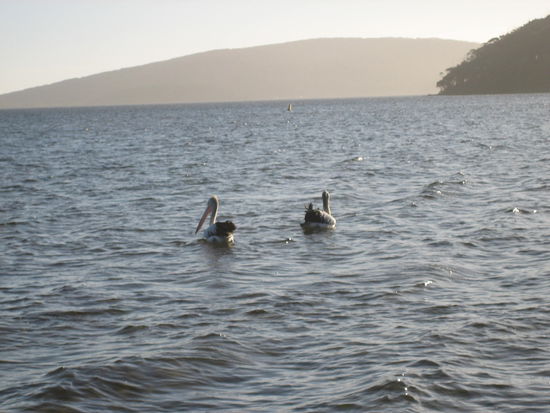Unsere ersten Pelikane 