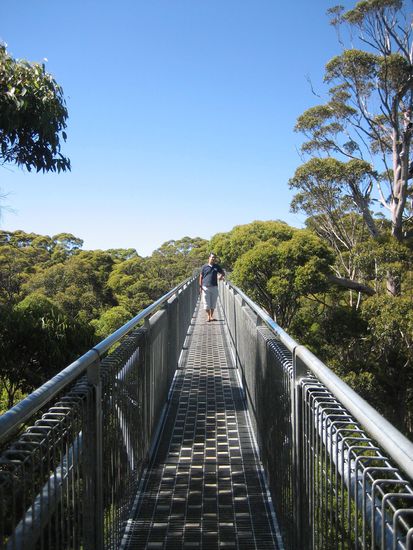 ...durchliefen wir den Tree Top Walk.
