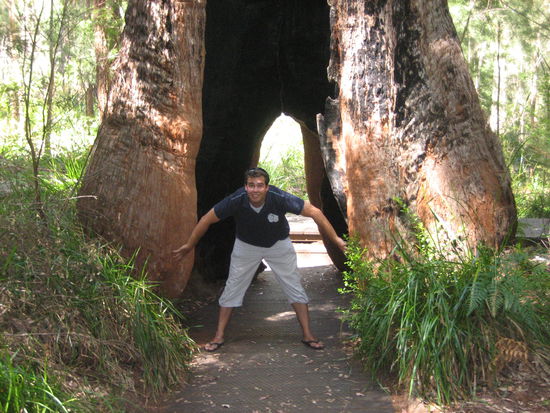 Einer der interessanten Baeume auf dem Ancient Empire Walk.