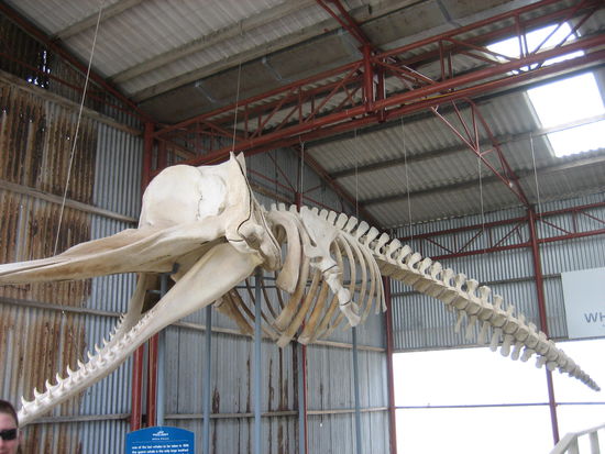 Das Skelett eines Buckelwals