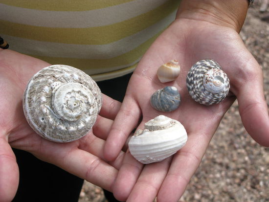 Unser erster Muschelfund 