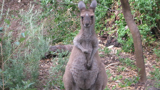 Suess!! Der Rest der Familie ist leider schon davon gehuepft...