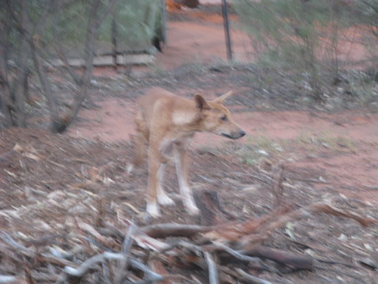 Im Camp bekamen wir noch Besuch von einem Dingo.