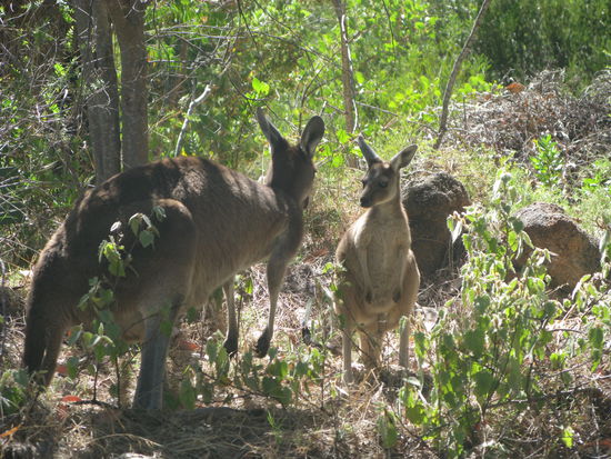 Mamma &amp; Joey auf Futtersuche in Yanchep Nationalpark.