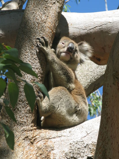 Einfach zum knuddeln....