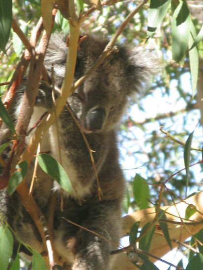 ...diese suessen Plueschtiere 