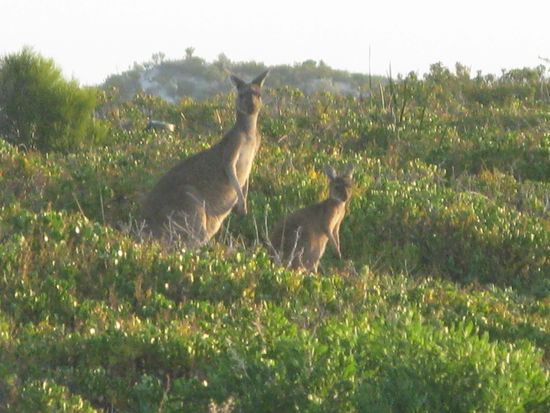 Finden auch die Kaengurus 