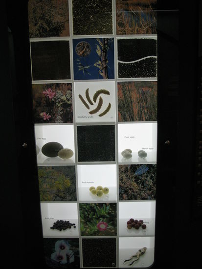 Im Museum sahen wir die Nahrung der Aborigines.