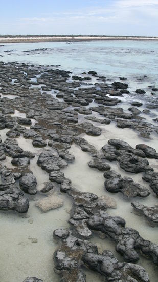 Die Stromatolithen am Hamelin Pool.