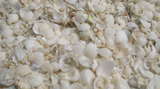 ...bestand aus diesen winzigen Muscheln.