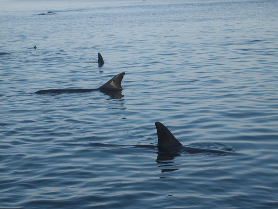 Die Delfine kommen zum Strand von Monkey Mia.