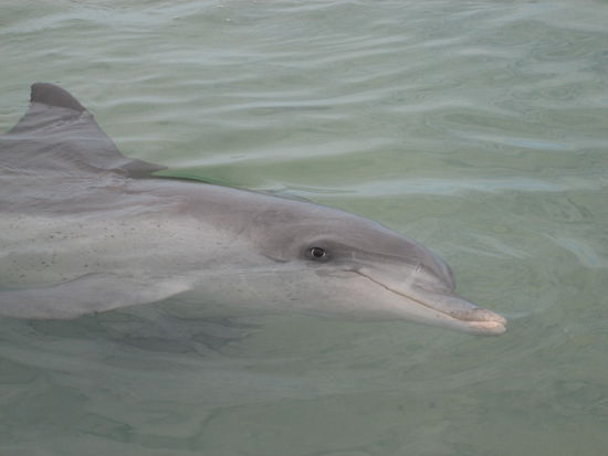 Mit vollem Bauch sehen sie wirklich gluecklich aus 
