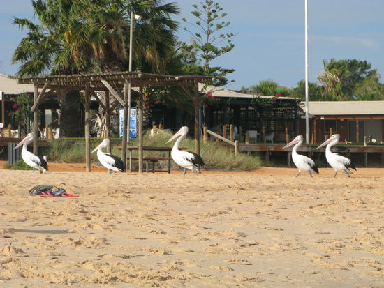 Auch die Pelikane kommen waehrend der Fuetterung nicht zu kurz...