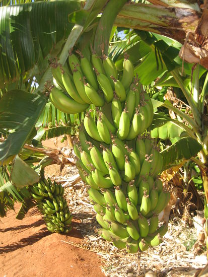 Die gruenen Bananen waren leider noch nicht geniessbar 