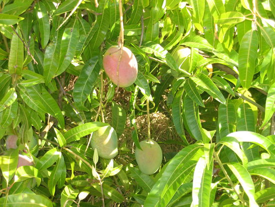 ...dafuer schlugen wir bei den Mangos zu. 