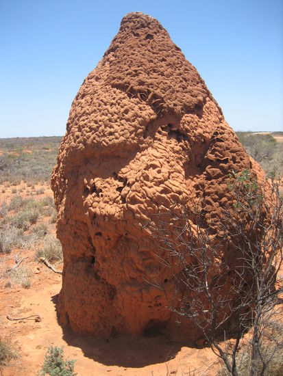 Diese Termitenhuegel saeumen den Weg nach Coral Bay.