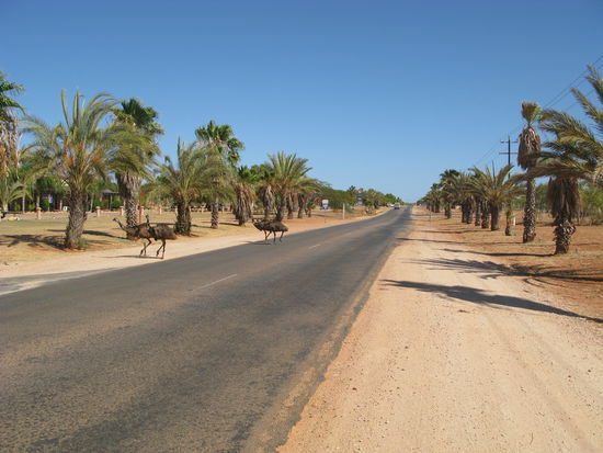 Die Emus mitten auf der Strasse in Exmouth.