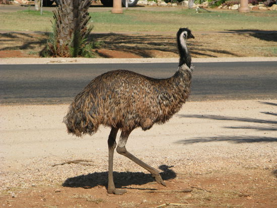 Stolz laeuft es hin und her...