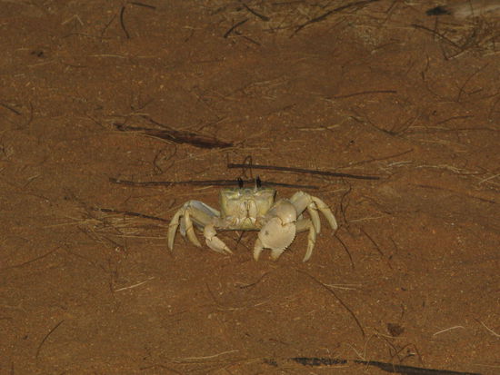 Keine Schildkroeten, dafuer jede Menge Krebse.