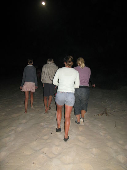 Auf Schildkroetensuche.