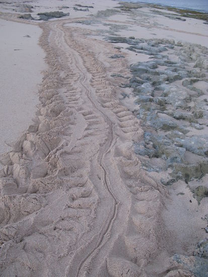 Am naechsten Morgen sahen wir die hinterbliebenen Spuren...