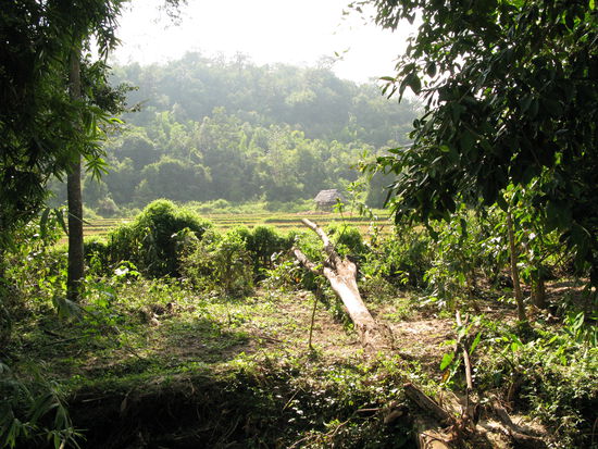 Ausblick aus dem Dschungel