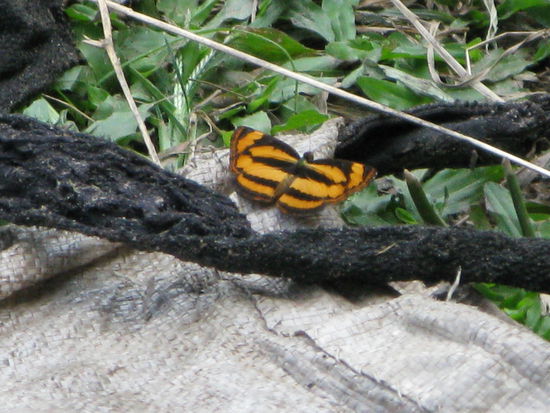 Viele schoene und bunte Schmetterlinge begleiteten uns...