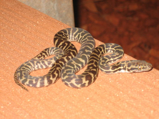 Diese "kleine" Schlange sahen wir auf dem Campingplatz.