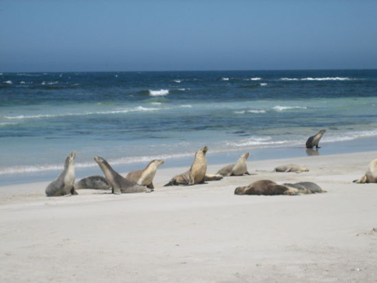 Unser erster Stopp am "Seal Bay"