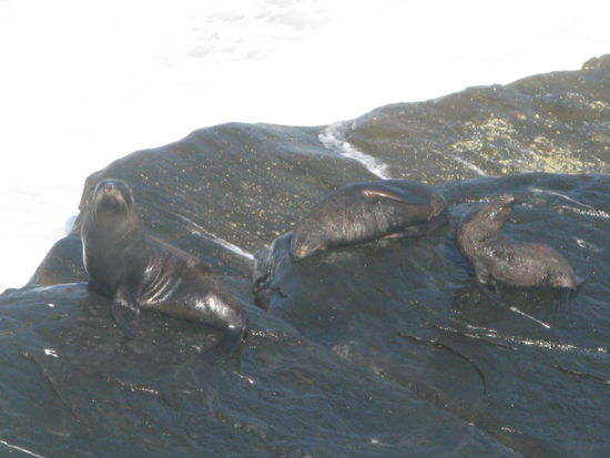 ... mussten wir die Neuseelaendischen Seehunde zuerst finden. Seht ihr sie?