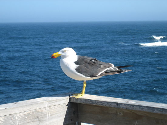Eine Moewe geniesst die kuehle Brise am Meer.