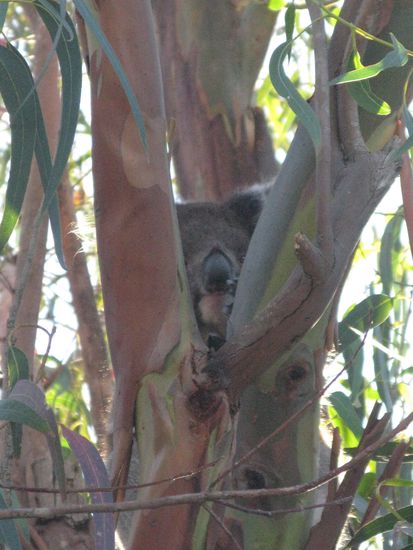 Guck mal, ich bin der "wilde" Koala...