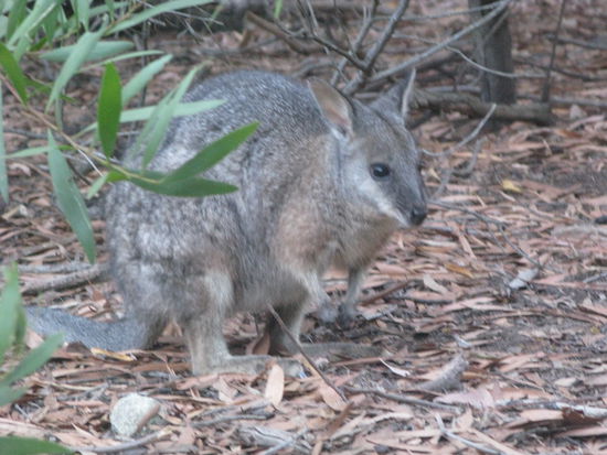 ...und ich das scheue Wallaby 