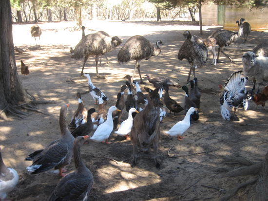 Alle Tiere sind schon da! 