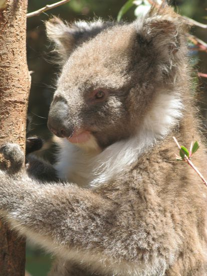 sind auch einfach zum anbeissen!