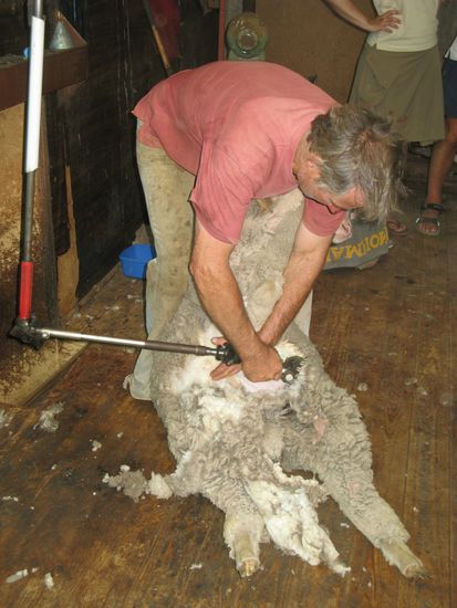 Das arme Schaf wir geschoren.