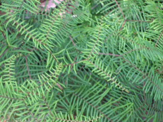 ...umgeben von dutzenden Korallenfarn-Straeuchern (fuer alle Floristen ein OHH-Erlebnis!) 